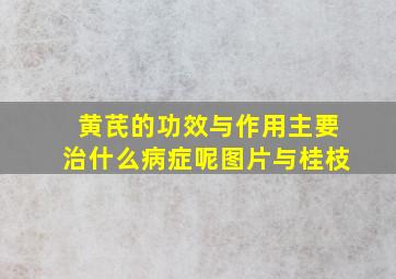 黄芪的功效与作用主要治什么病症呢图片与桂枝