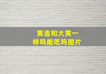 黄连和大黄一样吗能吃吗图片