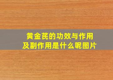 黄金芪的功效与作用及副作用是什么呢图片