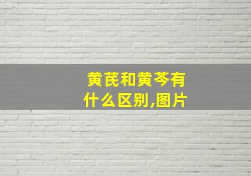 黄芪和黄芩有什么区别,图片